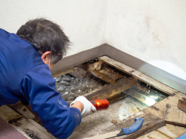 Best Mold Removal Near Me  in Bayview, CA