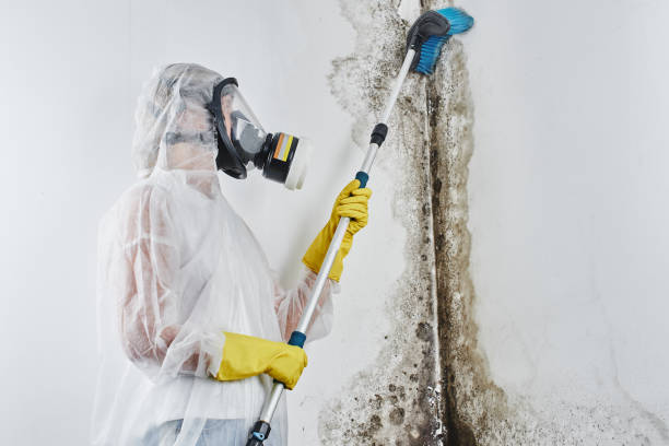 Best Commercial Mold Removal  in Bayview, CA