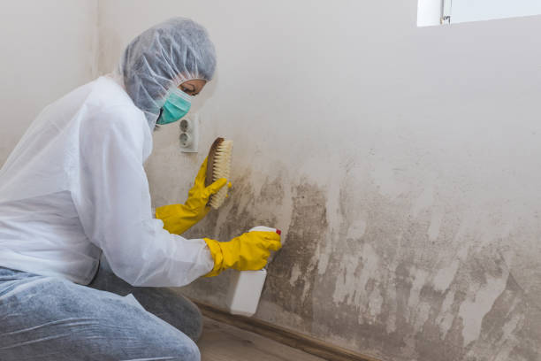 Best Office Mold Removal Services  in Bayview, CA