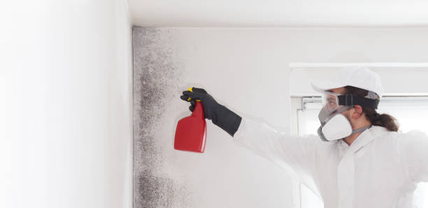 Best Residential Mold Removal  in Bayview, CA