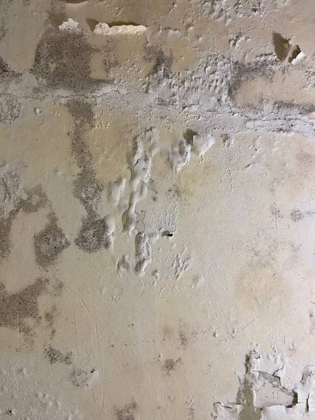 Best Mold Damage Repair  in Bayview, CA