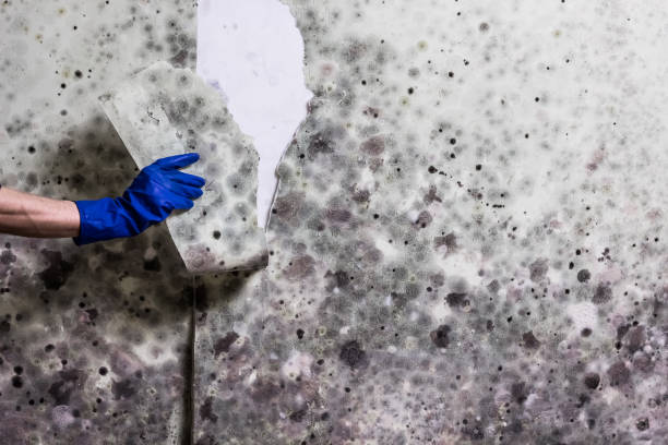 Mold Testing and Removal in Bayview, CA