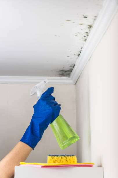 Best Crawl Space Mold Removal  in Bayview, CA